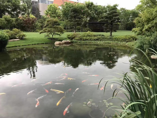 上海康师傅总部园区景观池
